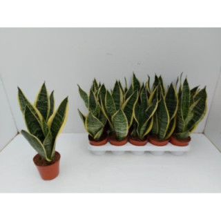 PL. SANSEVERIA FUTURA 30CM X101