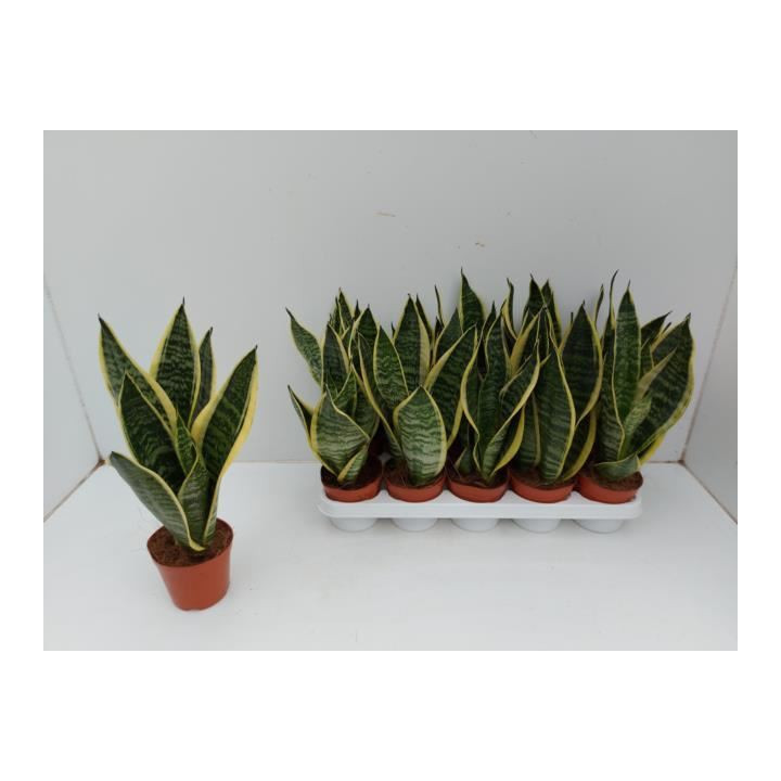 PL. SANSEVERIA FUTURA 30CM X101