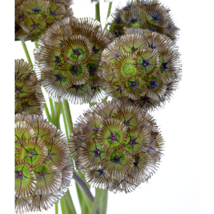 SCABIOSA STELLATA 602
