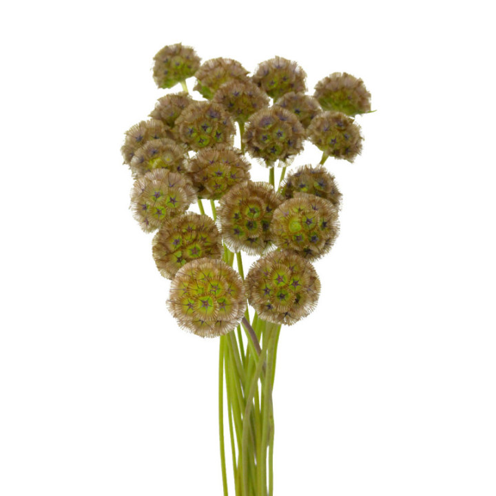 SCABIOSA STELLATA 603