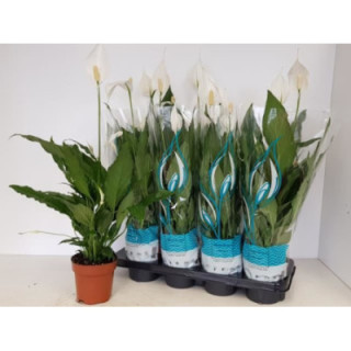 PL. SPATHIPHYLLUM SWEET CHICO 60CM X81