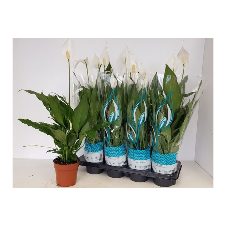 PL. SPATHIPHYLLUM SWEET CHICO 60CM X81