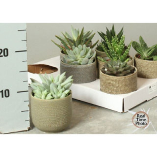 PL. SUCCULENTEN DIVERSO 17CM X81
