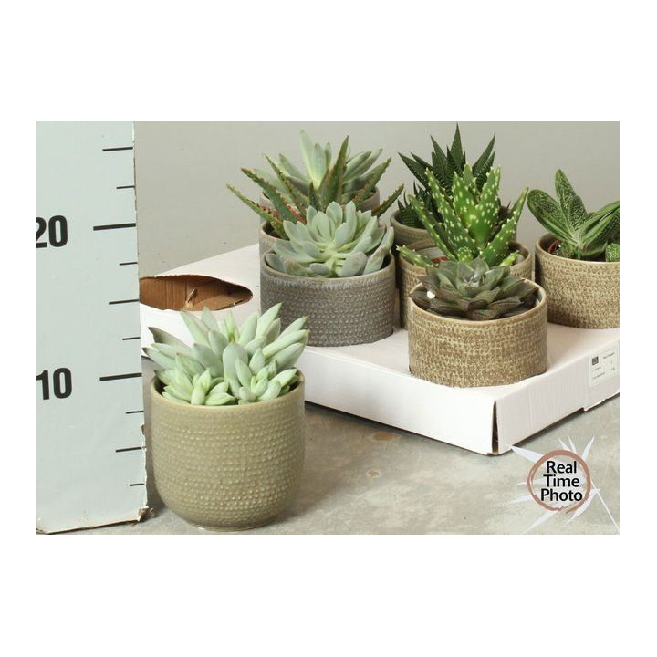 PL. SUCCULENTEN DIVERSO 17CM X81