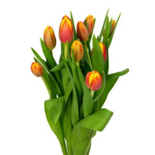 TULIPAN DOW JONES 371