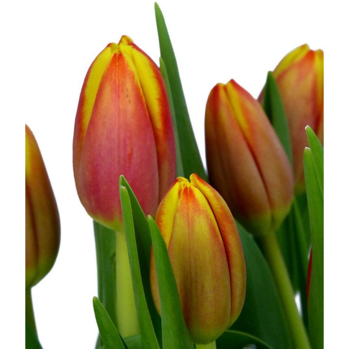 TULIPAN DOW JONES 372