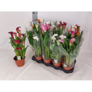 PL. ZANTEDESCHIA MIXTA 4KL 40CM X81
