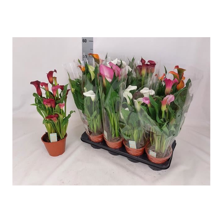 PL. ZANTEDESCHIA MIXTA 4KL 40CM X81