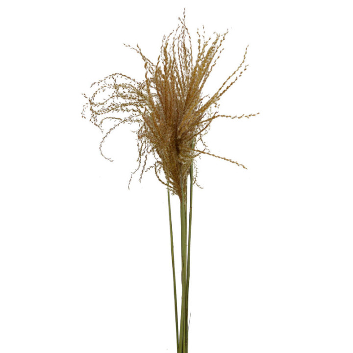 MISCANTHUS SECO FEATHER1