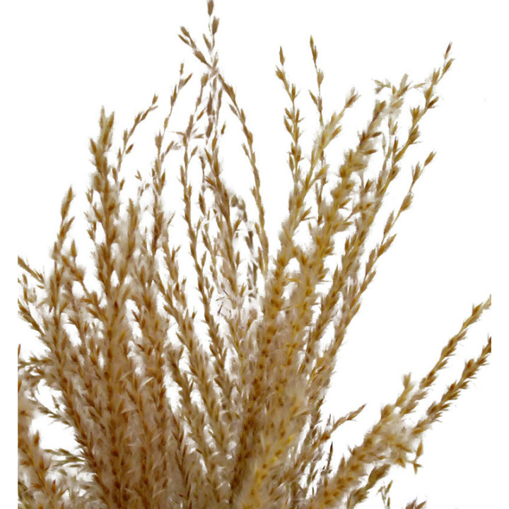 MISCANTHUS SECO FEATHER2