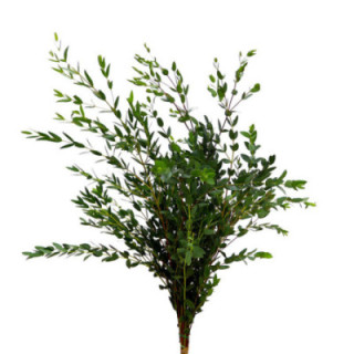 EUCALIPTU PARVIFOLIA1