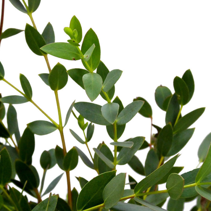 EUCALIPTU PARVIFOLIA2