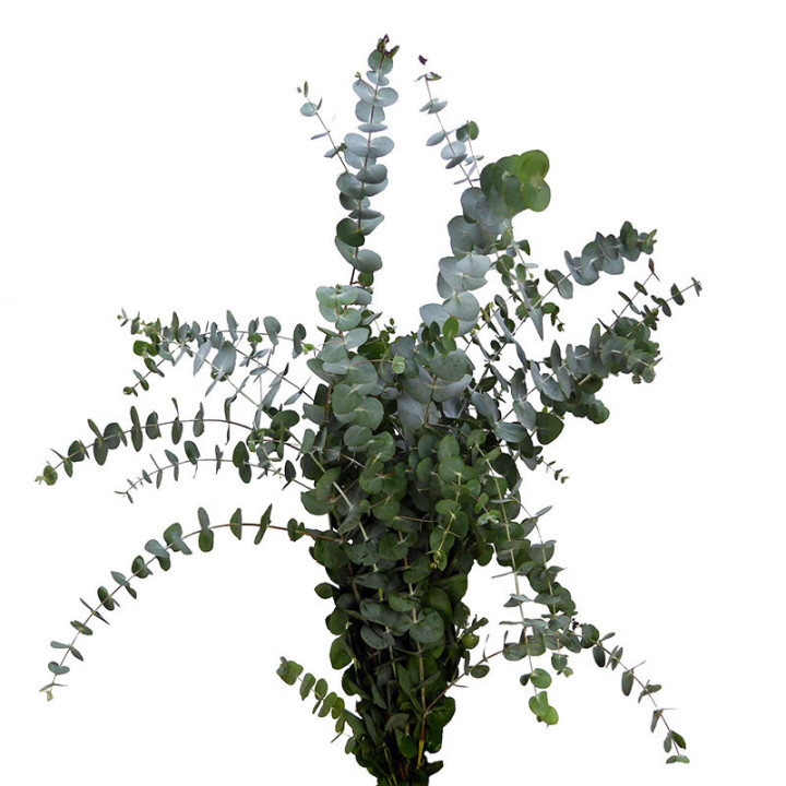 EUCALIPTU CINEREA NACIONAL SUR3