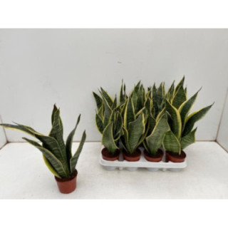 PL. SANSEVERIA FUTURA 35CM X121