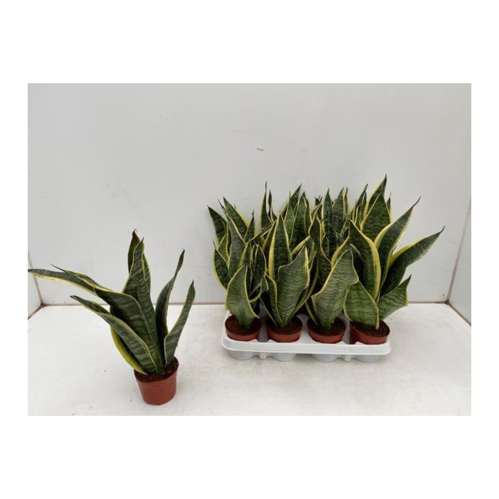 PL. SANSEVERIA FUTURA 35CM X121