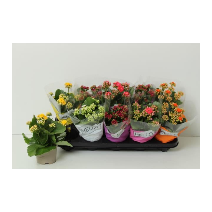 PL. KALANCHOE MIXTO 5KL 24CM X101