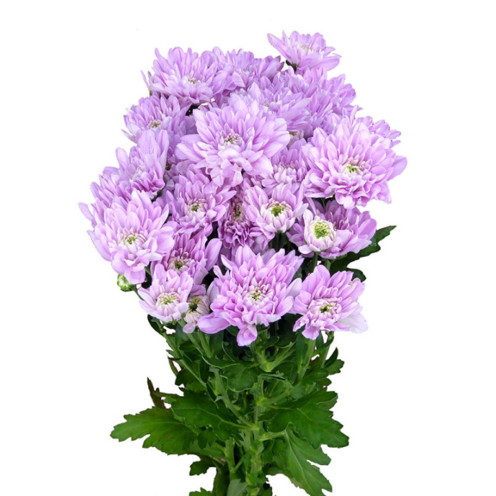 MARG HOL BALTICA PINK1