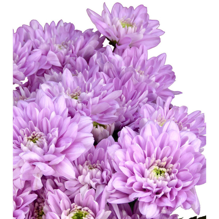 MARG HOL BALTICA PINK2