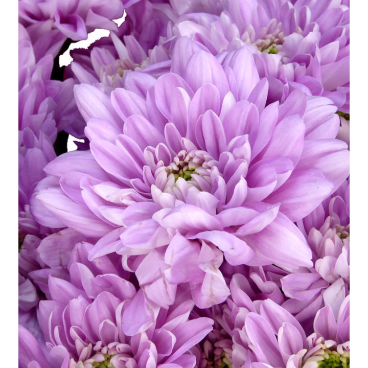 MARG HOL BALTICA PINK3