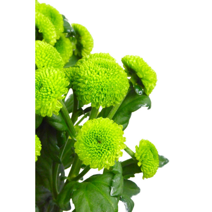MARG HOL. FEELING GREEN1