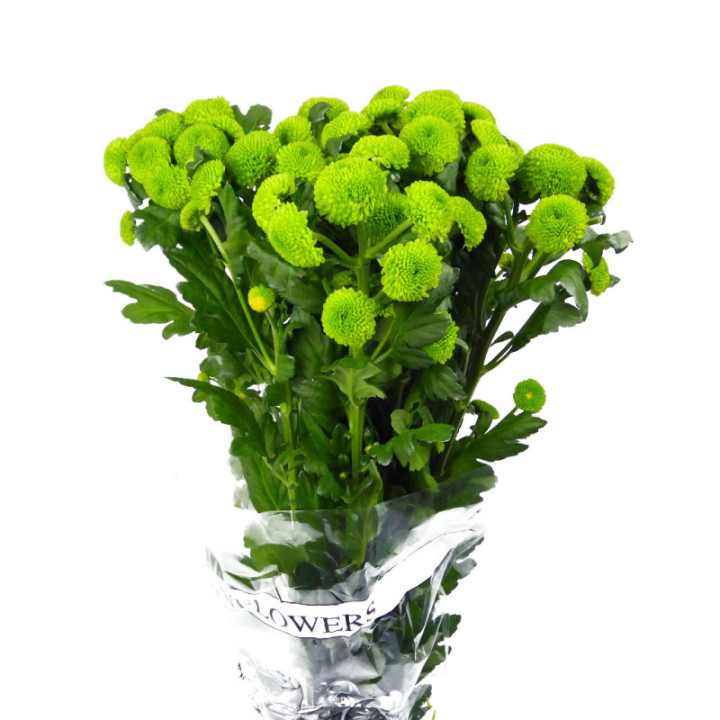 MARG HOL. FEELING GREEN3