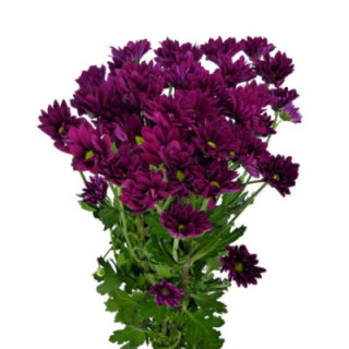 MARG HOL PURPLE STAR1