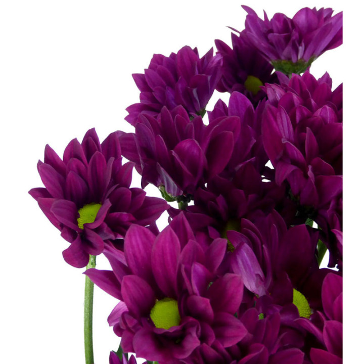 MARG HOL PURPLE STAR2
