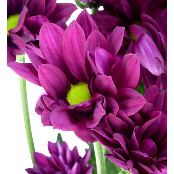 MARG HOL PURPLE STAR3