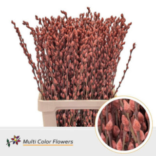 SALIX SNOWFLAKE MARRON 701