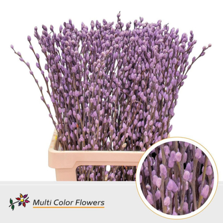 SALIX SNOWFLAKE MILKA 701