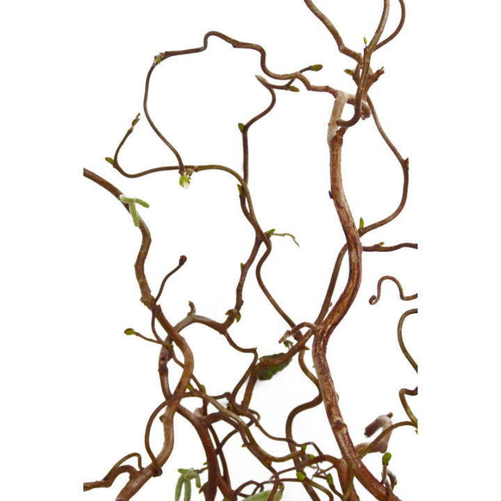 CORYLUS CONTORTA 802