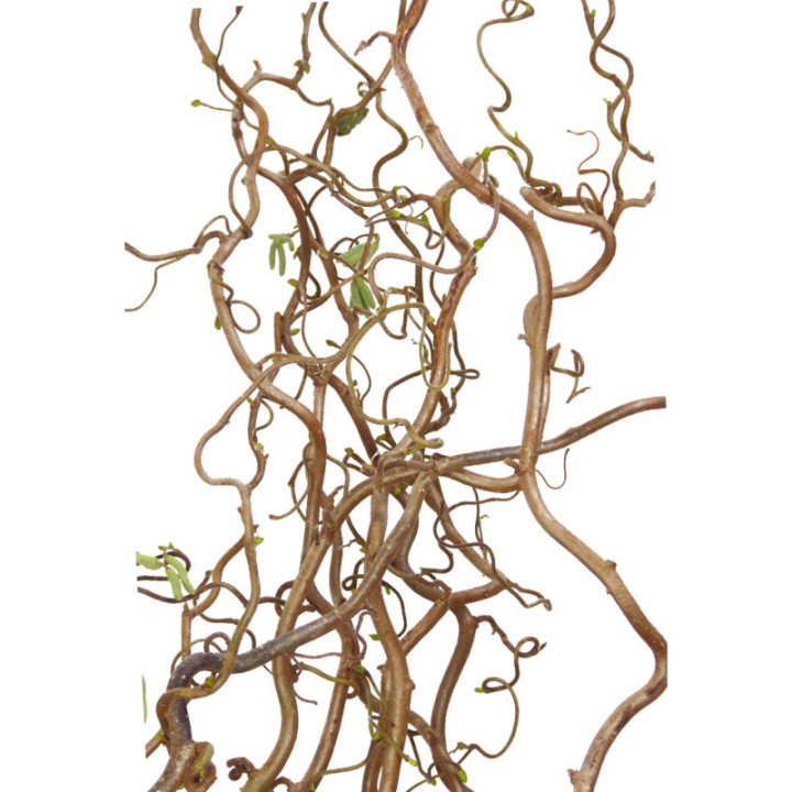 CORYLUS CONTORTA 803