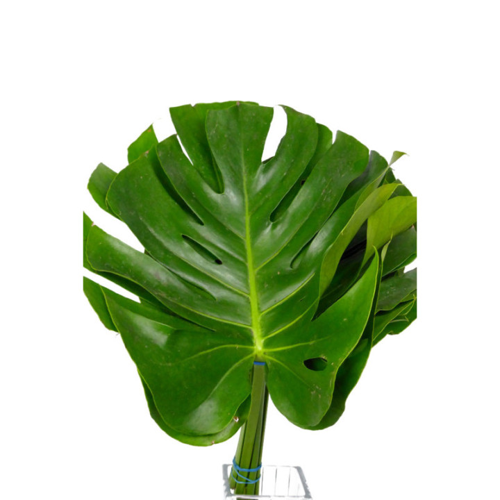 MONSTERA MEDIANA2