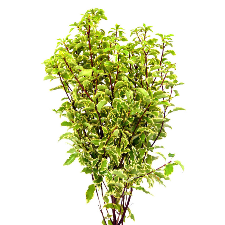 PITTOSPORINO NIGRA 503
