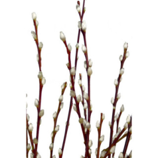 SALIX WILGENKATJES 701