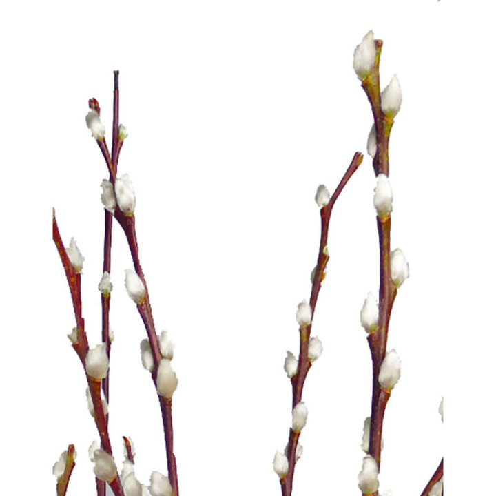 SALIX WILGENKATJES 702