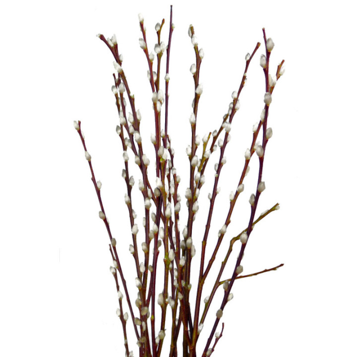 SALIX WILGENKATJES 703