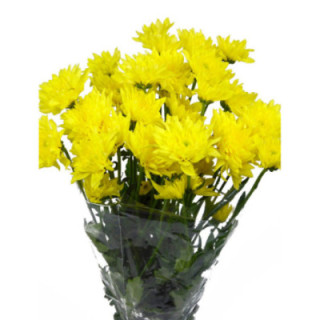 MARG HOL BALTICA YELLOW1