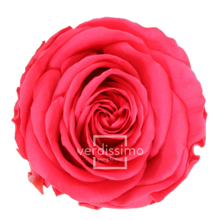 ROSA AMOROSA PRESERVADA GRANEL PRZ/34901