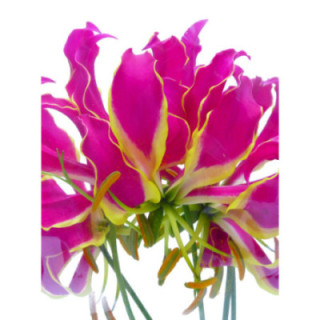 GLORIOSA ROTCHILD 201