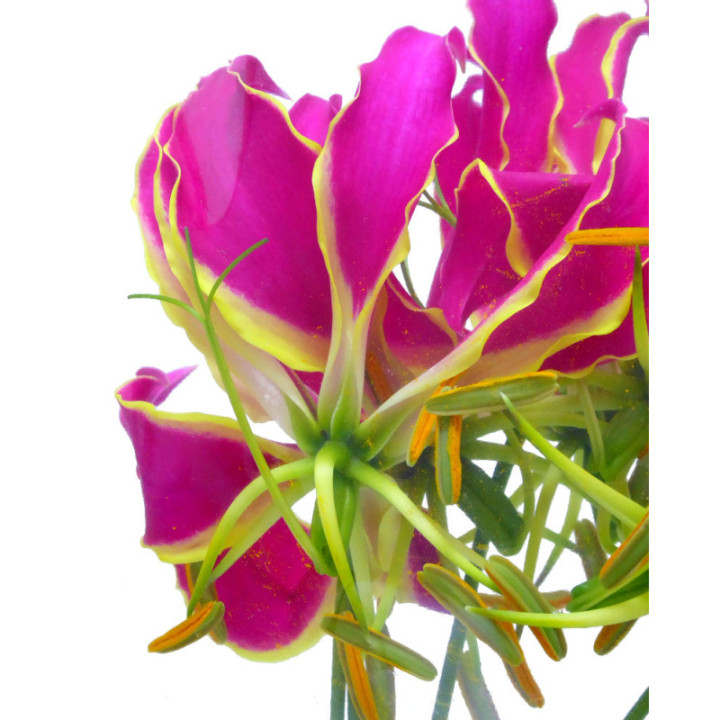GLORIOSA ROTCHILD 202