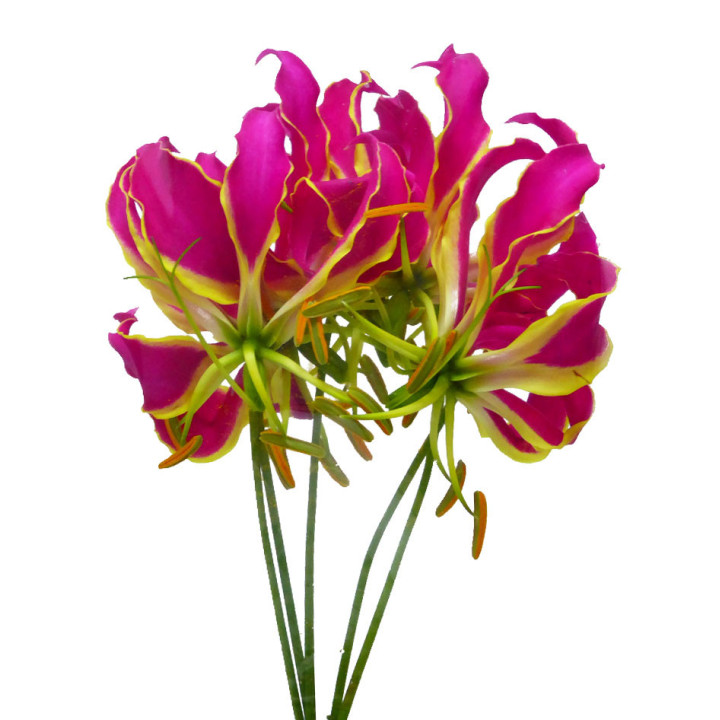GLORIOSA ROTCHILD 203