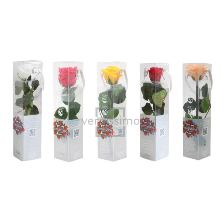 ROSA AMOROSA PRESERVADA MINI PRZ/29991