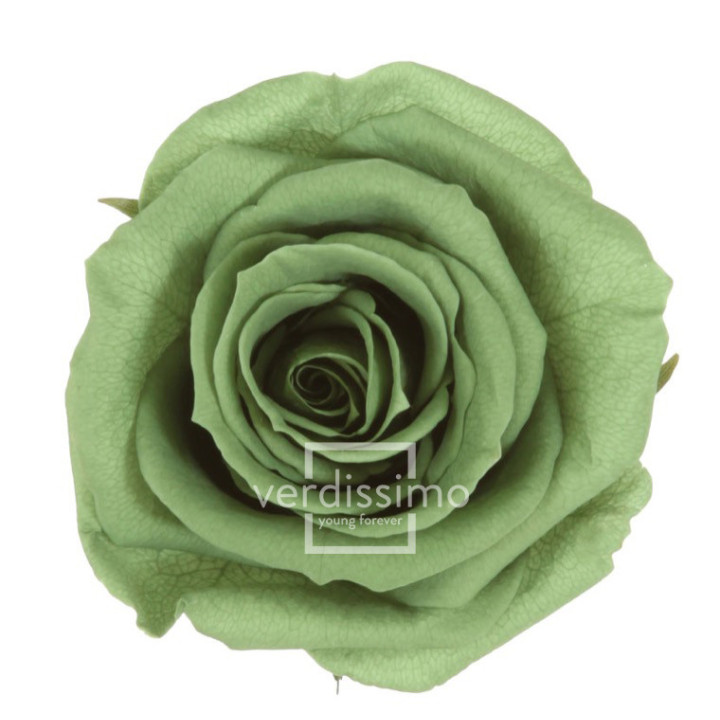 ROSA AMOROSA PRESERVADA GRANEL PRZ/31501