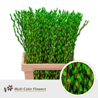 SALIX SNOWFLAKE VERDE APPLE 701