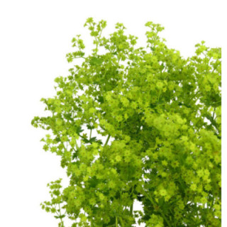 ALCHEM ROBUSTICA 551