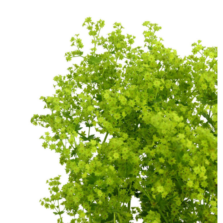 ALCHEM ROBUSTICA 551
