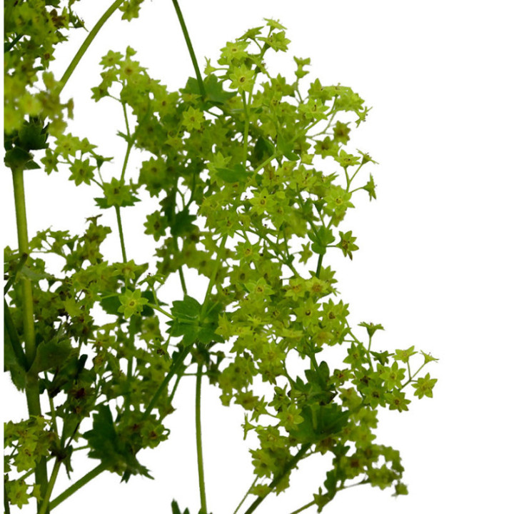 ALCHEM ROBUSTICA 552