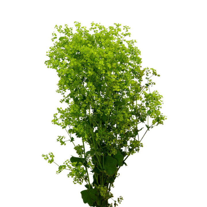 ALCHEM ROBUSTICA 553