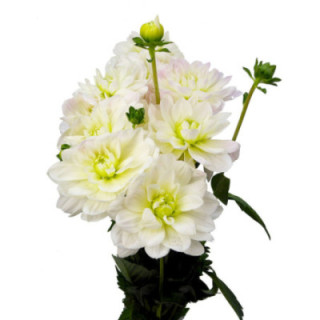 DAHLIA WHITE ONESTA 501